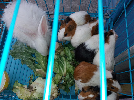 jakhar pet shop