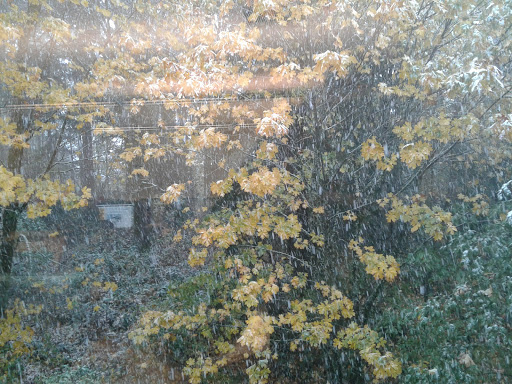 Park «132nd Square Park», reviews and photos, 13159 132nd Ave NE, Kirkland, WA 98034, USA