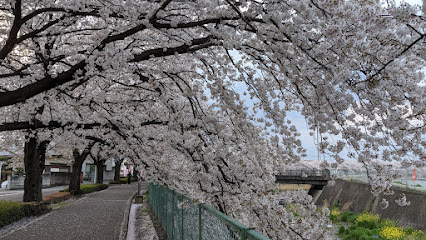 桃ノ木川の桜並木