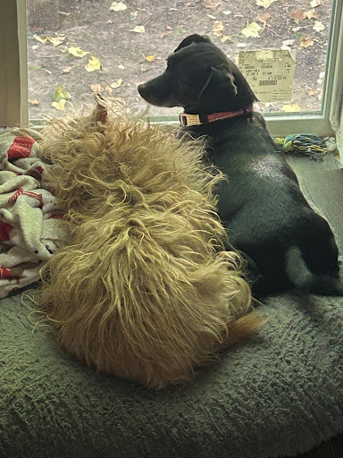 Greenwood Veterinary Hospital image