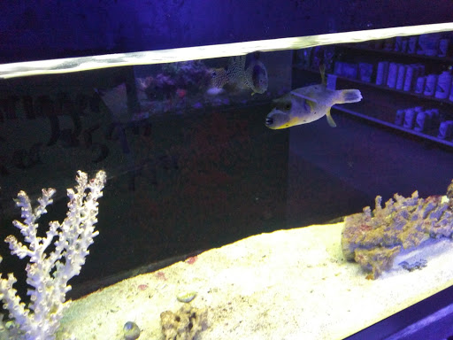 Pet Store «Aviarium», reviews and photos, 3500 Gwinnett Pl Dr NW # 2, Duluth, GA 30096, USA