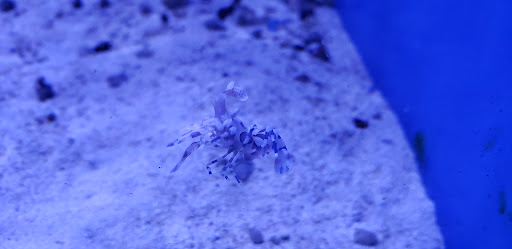 Tropical Fish Store «Ultimate Reefs & Aquariums», reviews and photos, 6020 S Memorial Dr, Tulsa, OK 74145, USA