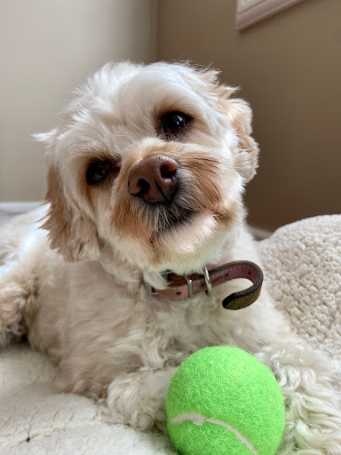 Geneva Lakes Animal Hospital image