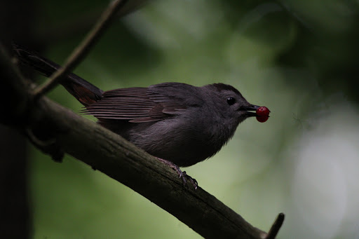 Nature Preserve «Liberty Reservoir», reviews and photos, 5685 Oakland Rd, Eldersburg, MD 21784, USA
