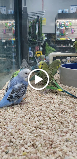 Pet Store «Pet Supermarket», reviews and photos, 2542-2598 S Washington Ave, Titusville, FL 32780, USA