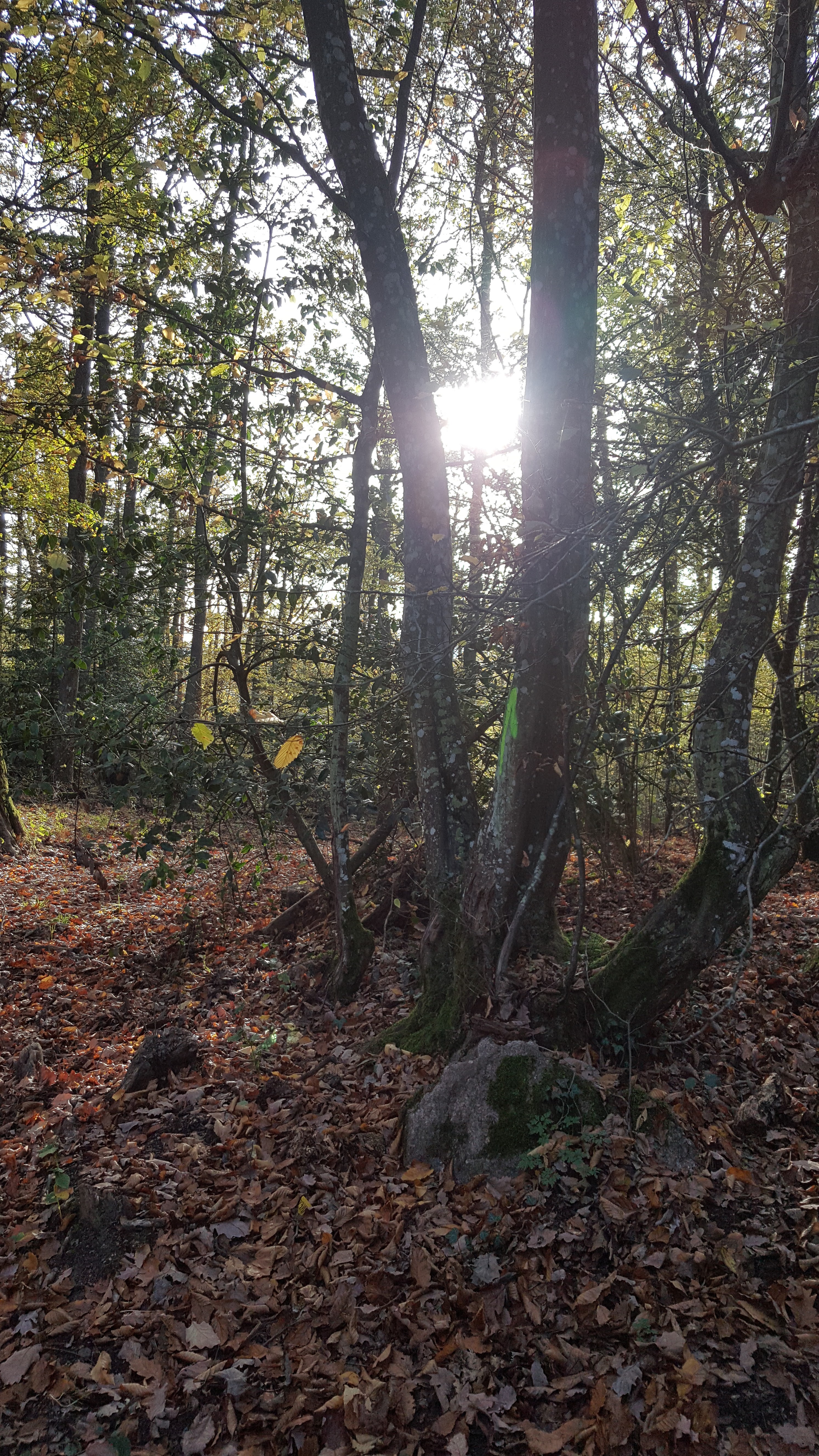 Photo n° 5 de l'avis de Stephma.a fait le 01/11/2017 à 15:45
