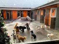 Double Dog Dare Ya - Car repair in Burbank, CA, Glendale - Rated 4.7/5