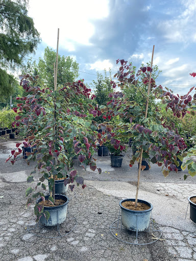 Landscaping Supply Store «Kirkwood Gardens», reviews and photos, 2701 Barrett Station Rd, Ballwin, MO 63021, USA