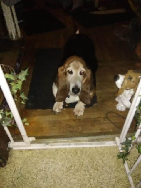 Droopy Basset Hound Rescue of Western PA