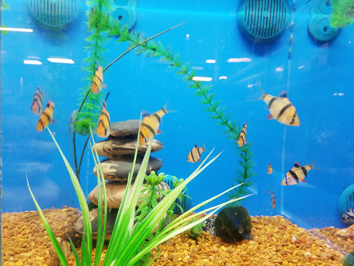 Pet Supply Store «PetSmart», reviews and photos, 3101 Market Center Drive, Morrisville, NC 27560, USA