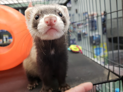 Pet Store «Wet Pet & Reptile Center», reviews and photos, 429 Eastern Blvd, Essex, MD 21221, USA