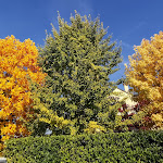 Photo n°2 de l'avis de Nicola.. fait le 28/12/2020 à 17:43 sur le  Trattoria Maretollo Vigonza à Vigonza