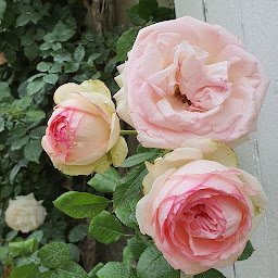 Photo n°49 de Le Clos d'Ussé à Rigny-Ussé ()