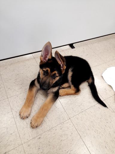 Pet Supply Store «Pet Palace Inc», reviews and photos, 253 Scranton Carbondale Hwy, Scranton, PA 18508, USA