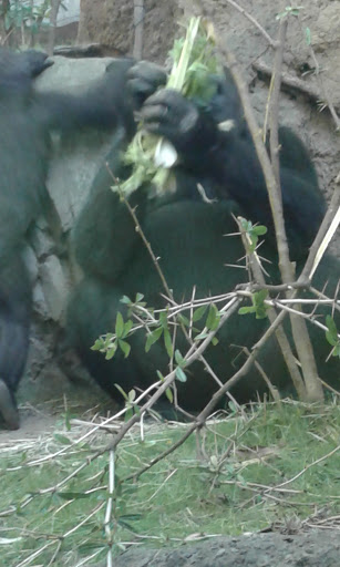 Park «Bronx zoo Park lot», reviews and photos, 2152 Crotona Pkwy, Bronx, NY 10460, USA