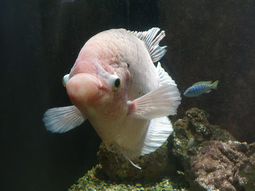 Aquarium «Belle Isle Aquarium», reviews and photos, 900 Inselruhe Ave, Detroit, MI 48207, USA