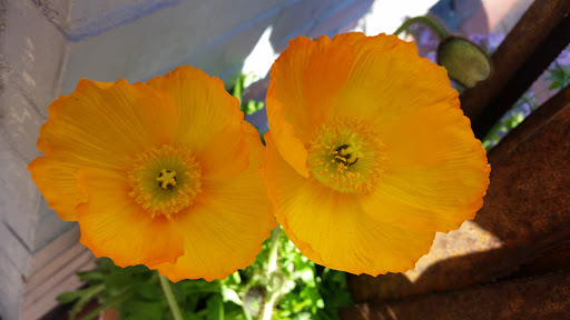 American Restaurant «The Grog Restaurant», reviews and photos, 13 Middle St, Newburyport, MA 01950, USA