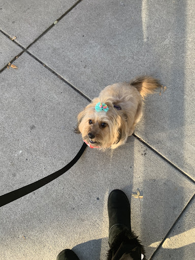 Pet Store «Dogma - Life, With Your Pet.», reviews and photos, 1719 Whetstone Way, Baltimore, MD 21230, USA