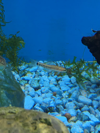 Pet Store «Critter Hut Aquarium & Pets», reviews and photos, 6637 Post Rd, North Kingstown, RI 02852, USA