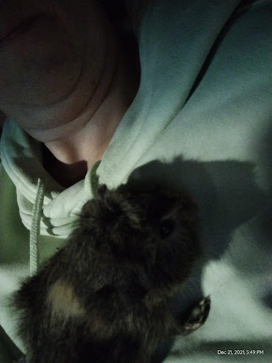 Pet Supply Store «Pet Supplies Plus», reviews and photos, 3100 Manchester Rd, Akron, OH 44319, USA