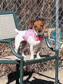 Kool K9, LLC - Photo 9 - Car repair in Hooksett, NH, Manchester