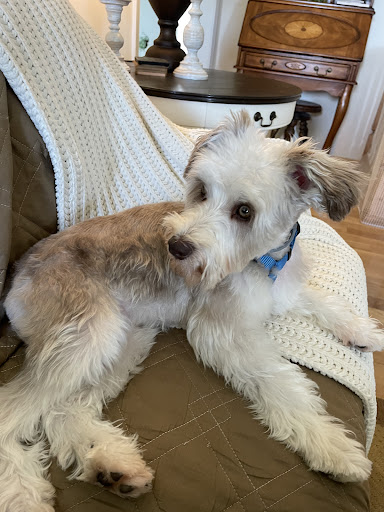 Gracie's Grooming & Kennel