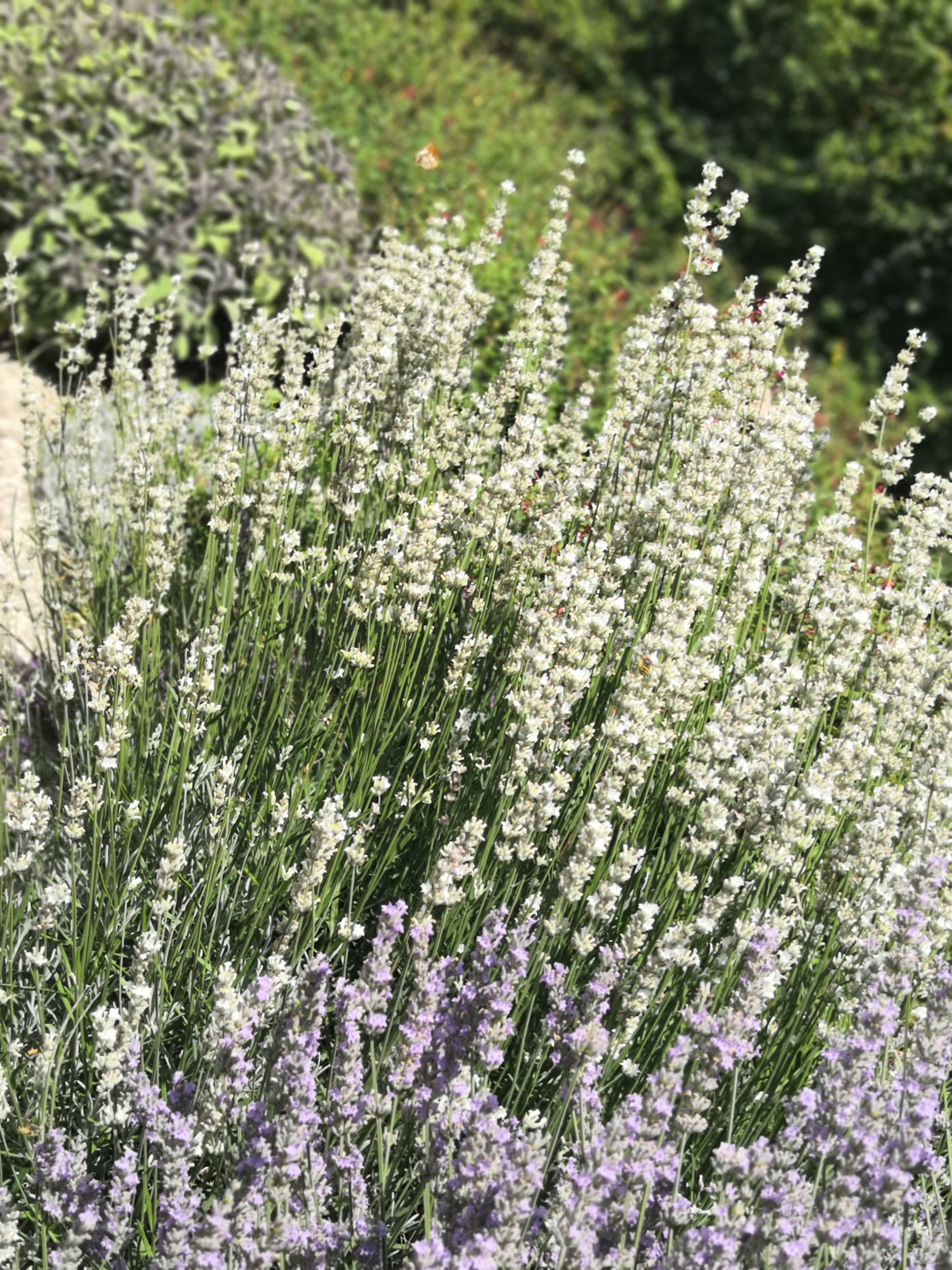 Photo n° 12 de l'avis de MAGALI.U fait le 18/07/2019 à 22:11