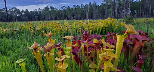 National Forest «Francis Marion National Forest», reviews and photos, 2967 Steed Creek Rd, Huger, SC 29450, USA