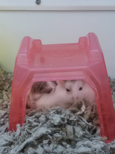 Pet Supply Store «Petco Animal Supplies», reviews and photos, 975 NW Gilman Blvd E, Issaquah, WA 98027, USA