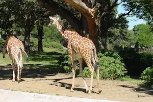 Hawkins Giraffe Encounter image