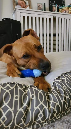 Animal Shelter «South Suburban Humane Society», reviews and photos