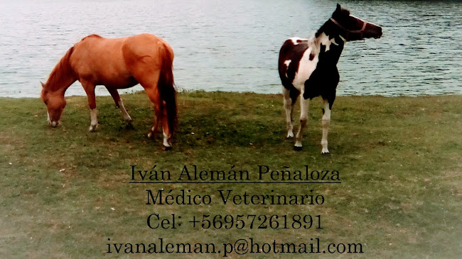 Horses & Pets Veterinario a Domicilio