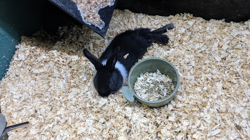 Pet Store «CUSTOM CREATURES PET SHOP», reviews and photos, 10727 N 19th Ave, Phoenix, AZ 85029, USA