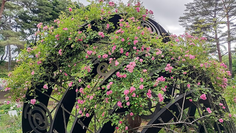 千葉公園のバラの花