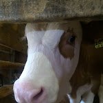 Photo n°1 de l'avis de Salvatore.a fait le 28/07/2018 à 17:52 sur le  Malga Ora à Aldein