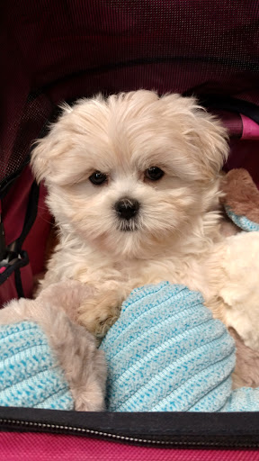 Pet Store «Dream Puppys», reviews and photos, 1461 Westgate Pkwy, Dothan, AL 36303, USA