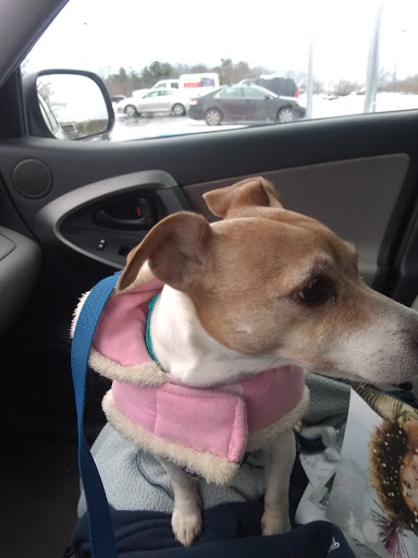 Pet Supply Store «PetSmart», reviews and photos, 213 Hartford Ave, Bellingham, MA 02019, USA