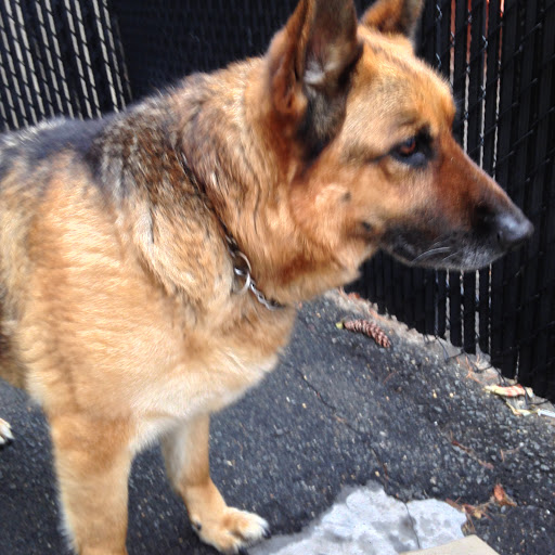 Masonry Contractor «Schlaefer Masonry Contractor», reviews and photos, 328 Orange Rd, Montclair, NJ 07042, USA