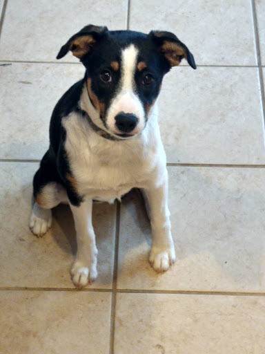 Pet Store «Lucky Pets», reviews and photos, 12246 42nd St NE, St Michael, MN 55376, USA