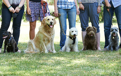 CynoDogs08: Educateur canin à Douzy