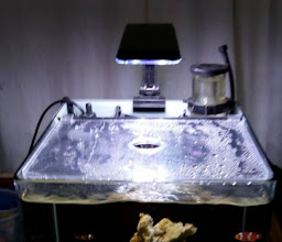 Acuario Monsuri photo