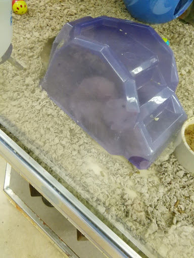 Pet Supply Store «Petco Animal Supplies», reviews and photos, 7400 Rivers Ave z, North Charleston, SC 29406, USA