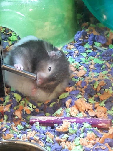 Pet Supply Store «PetSmart», reviews and photos, 533 S Broad St, Meriden, CT 06450, USA