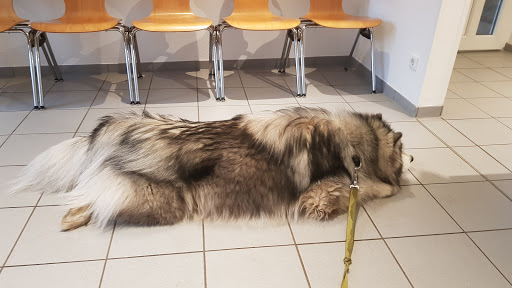 Dr. Helge Loose veterinarian unter Jübar, 