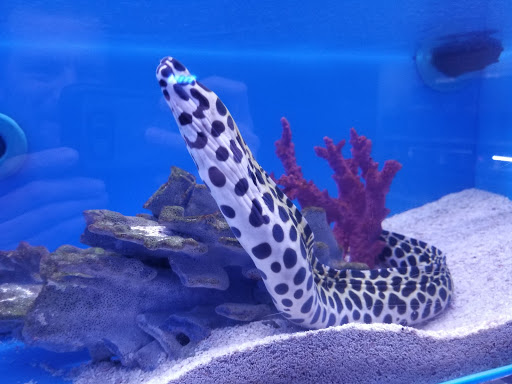 Tropical Fish Store «Optimum Aquarium», reviews and photos, 840 Ernest W Barrett Pkwy NW #700, Kennesaw, GA 30144, USA