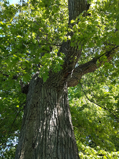 Park «Warren Park», reviews and photos, 90 Washington St, Wellesley, MA 02481, USA