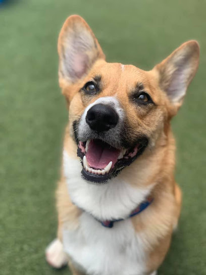 Dog Pawz Leawood/Prairie Village