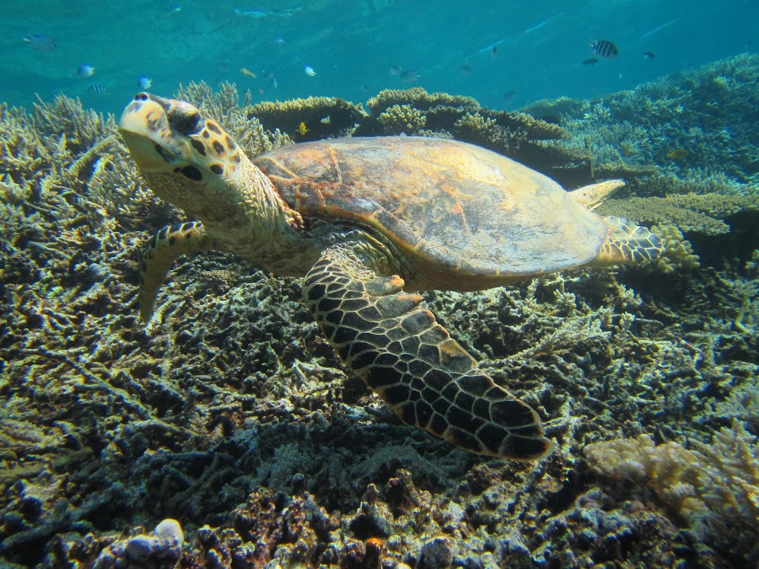 Scuba Diving School Red sea