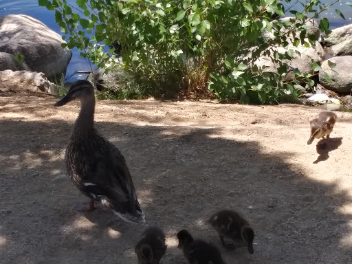 Nature Preserve «Virginia Lake», reviews and photos, 1980 Lakeside Dr, Reno, NV 89509, USA