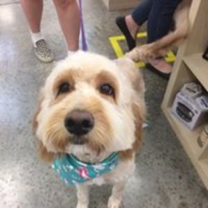 Pet Supply Store «All Pet & Equine Supply», reviews and photos, 1120 Porter Wagoner Blvd, West Plains, MO 65775, USA